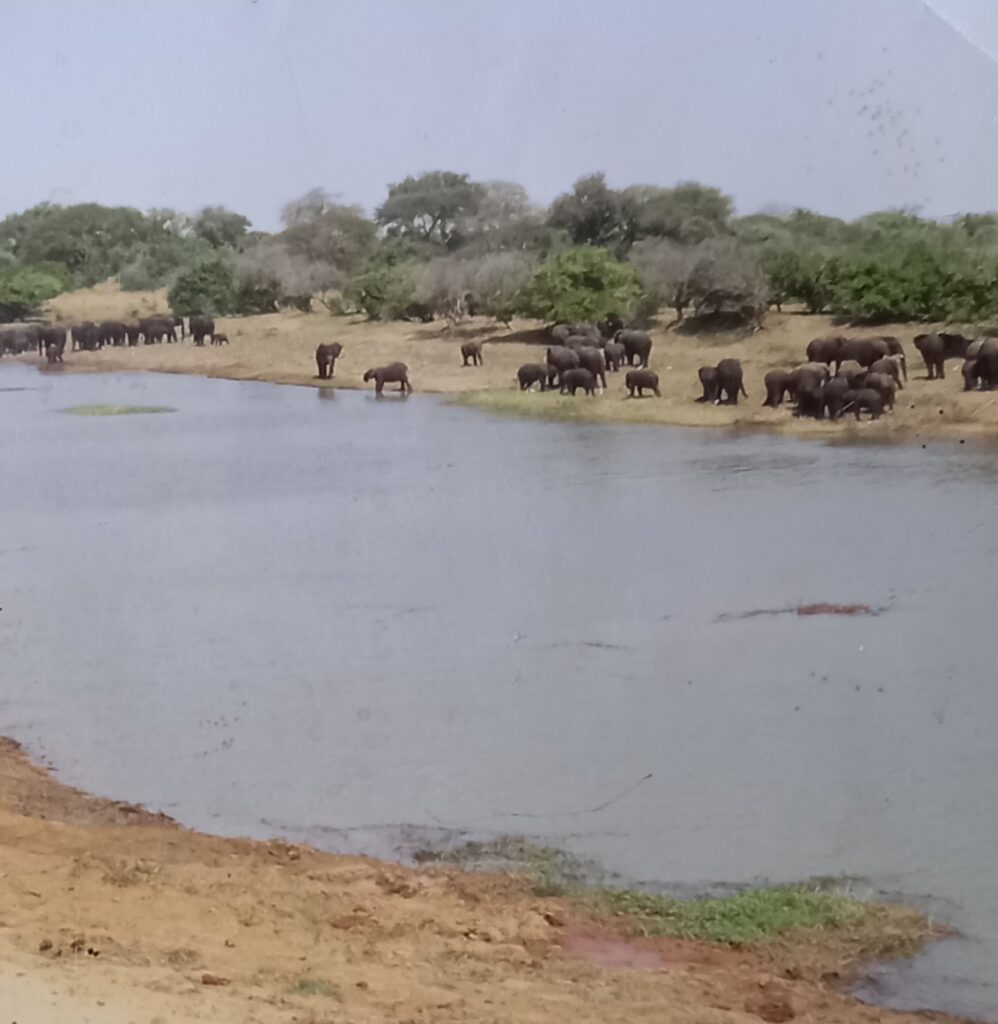 Article : Bassin du Lac Tchad: une merveille du Sahel.