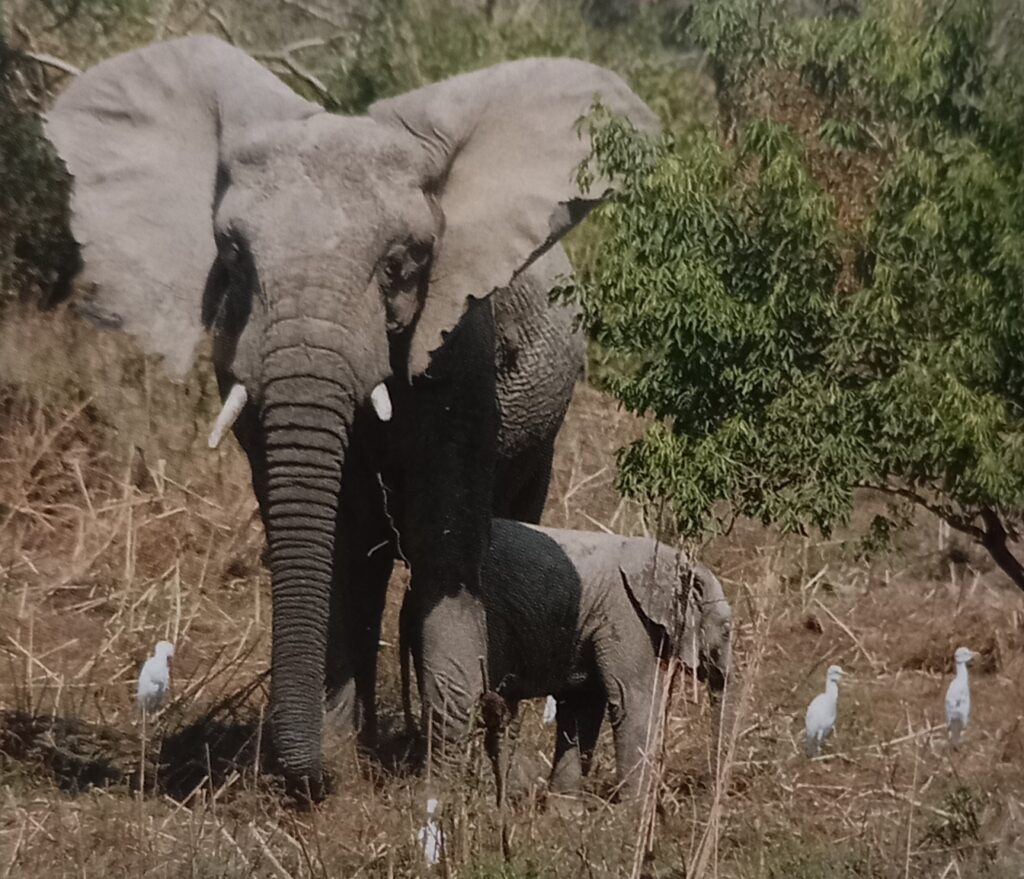 Une éléphante et son petit, parc national de Zakouma, Tchad. 