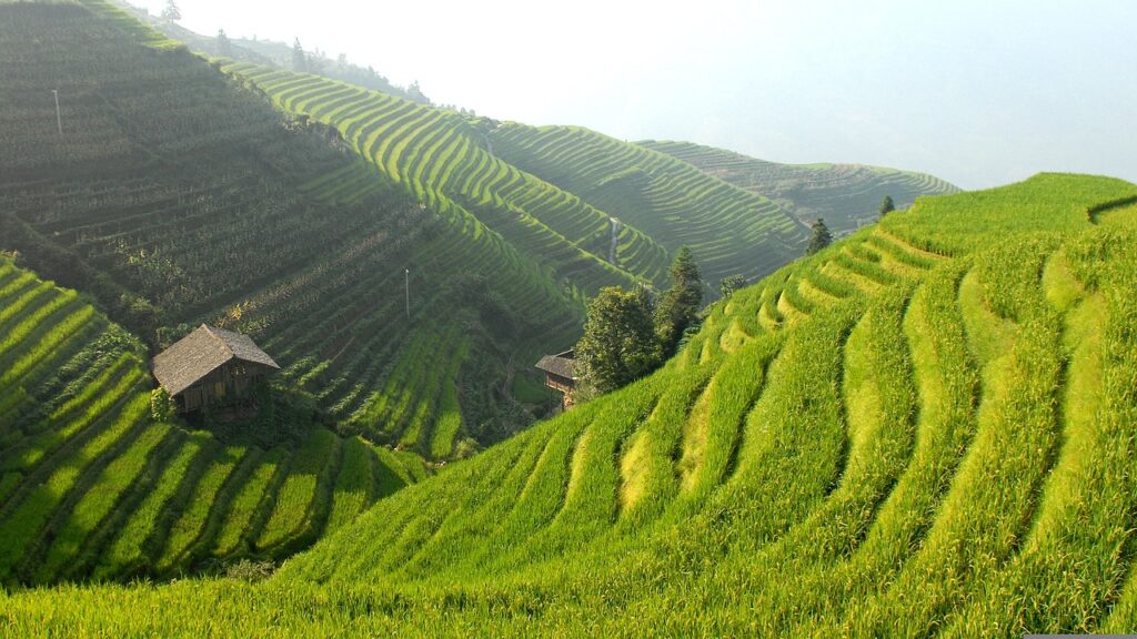 Rizières en terrasse, Chine. Agriculture 